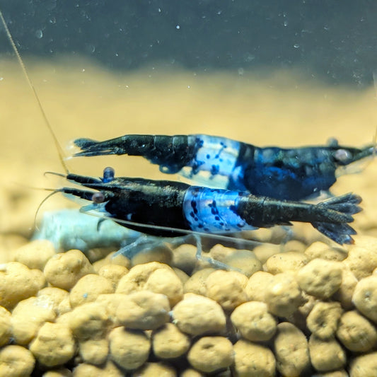 Blue Rili Shrimp - Shrimpy Business