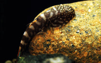 Blue Tail Hillstream Loach "SK03"