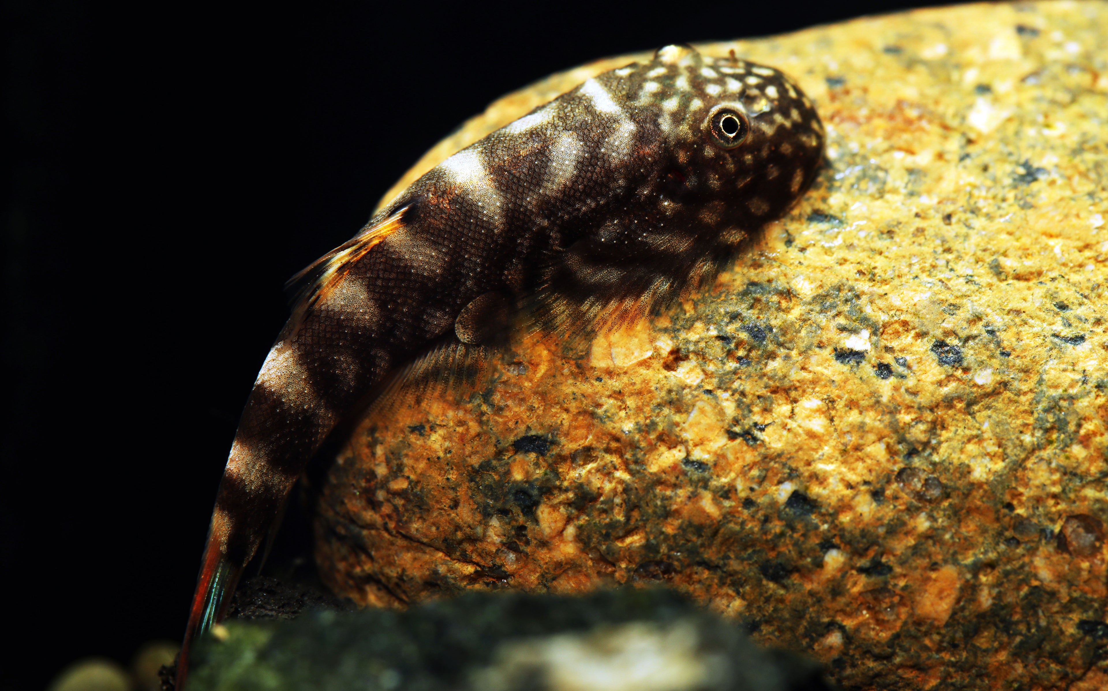 Blue Tail Hillstream Loach "SK03"