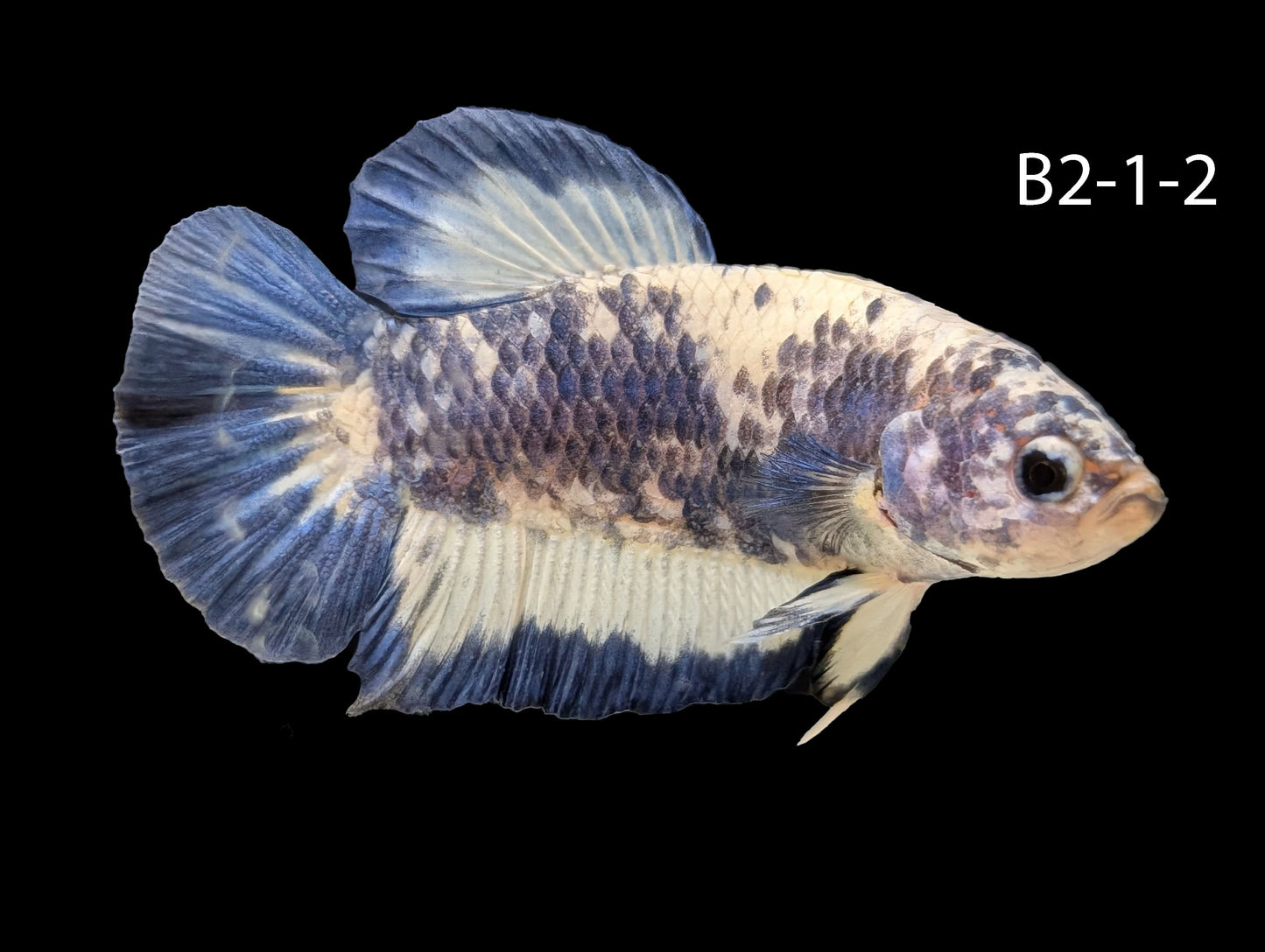 Blue Rim Halfmoon Betta (WYSIWYG)