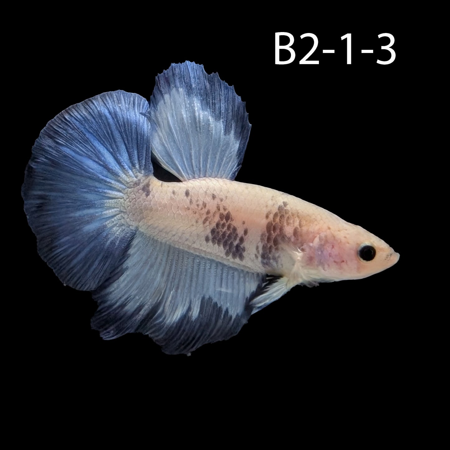 Blue Rim Halfmoon Betta (WYSIWYG)