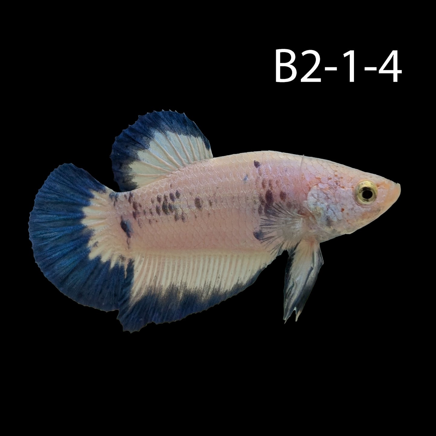Blue Rim Halfmoon Betta (WYSIWYG)
