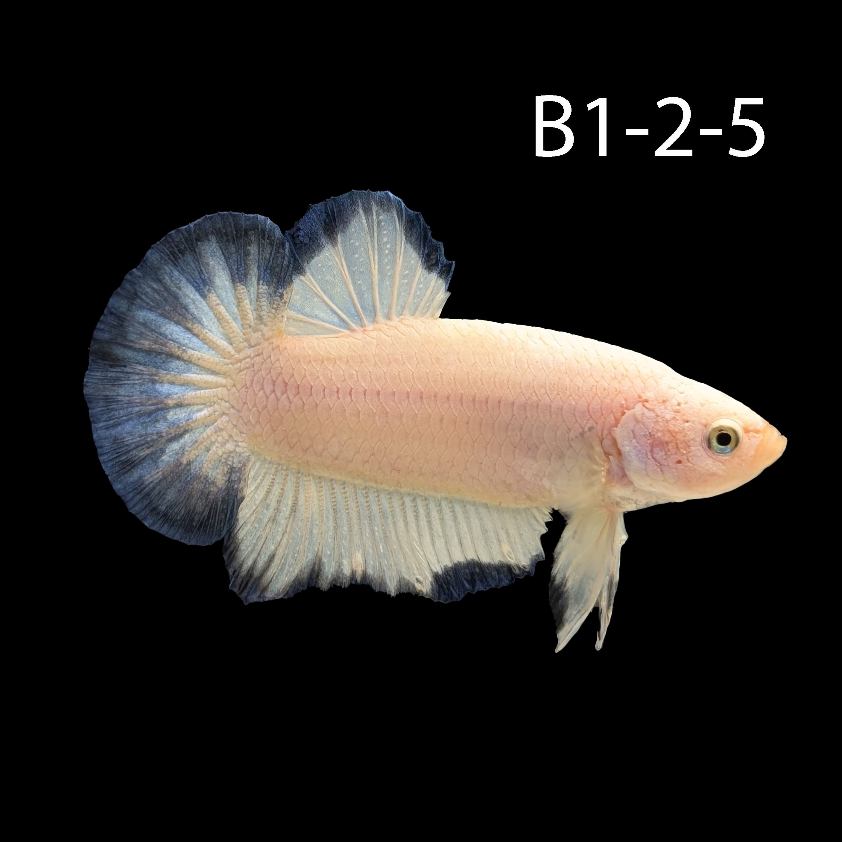 Blue Rim Halfmoon Betta (WYSIWYG)