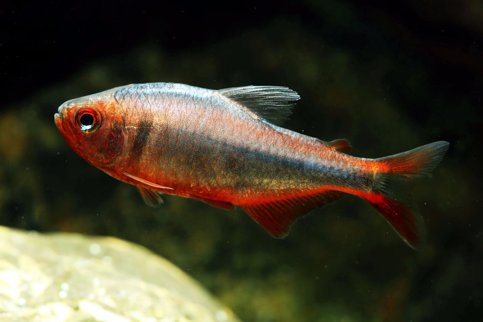Blueberry Tetra | Nano Fish | Shrimpy Business