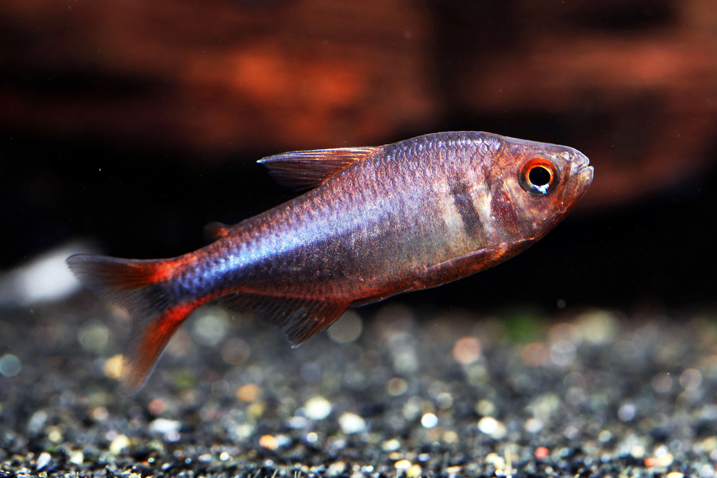 Blueberry Tetra