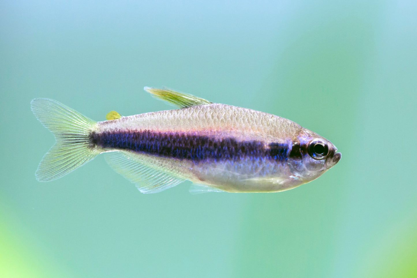 Blue Emperor Tetra