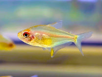 Orange Bolivian Lemon Tetra (Tank-Bred)