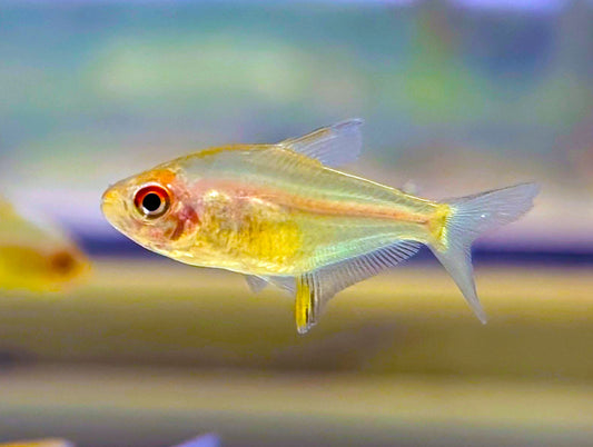 Orange Bolivian Lemon Tetra (Tank-Bred)