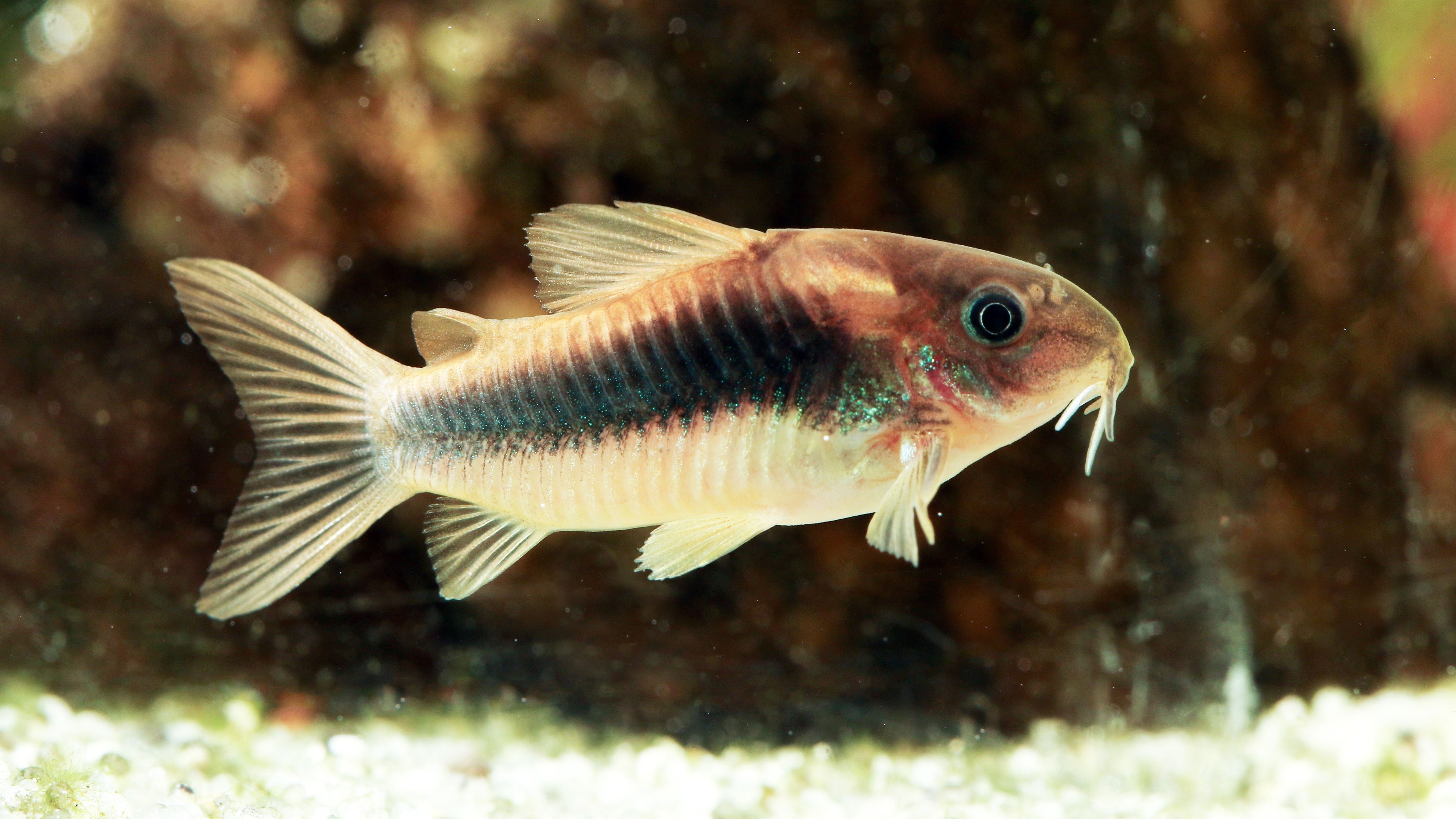 Bronze Corydoras (Tank-Bred)