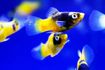 Bumblebee platy