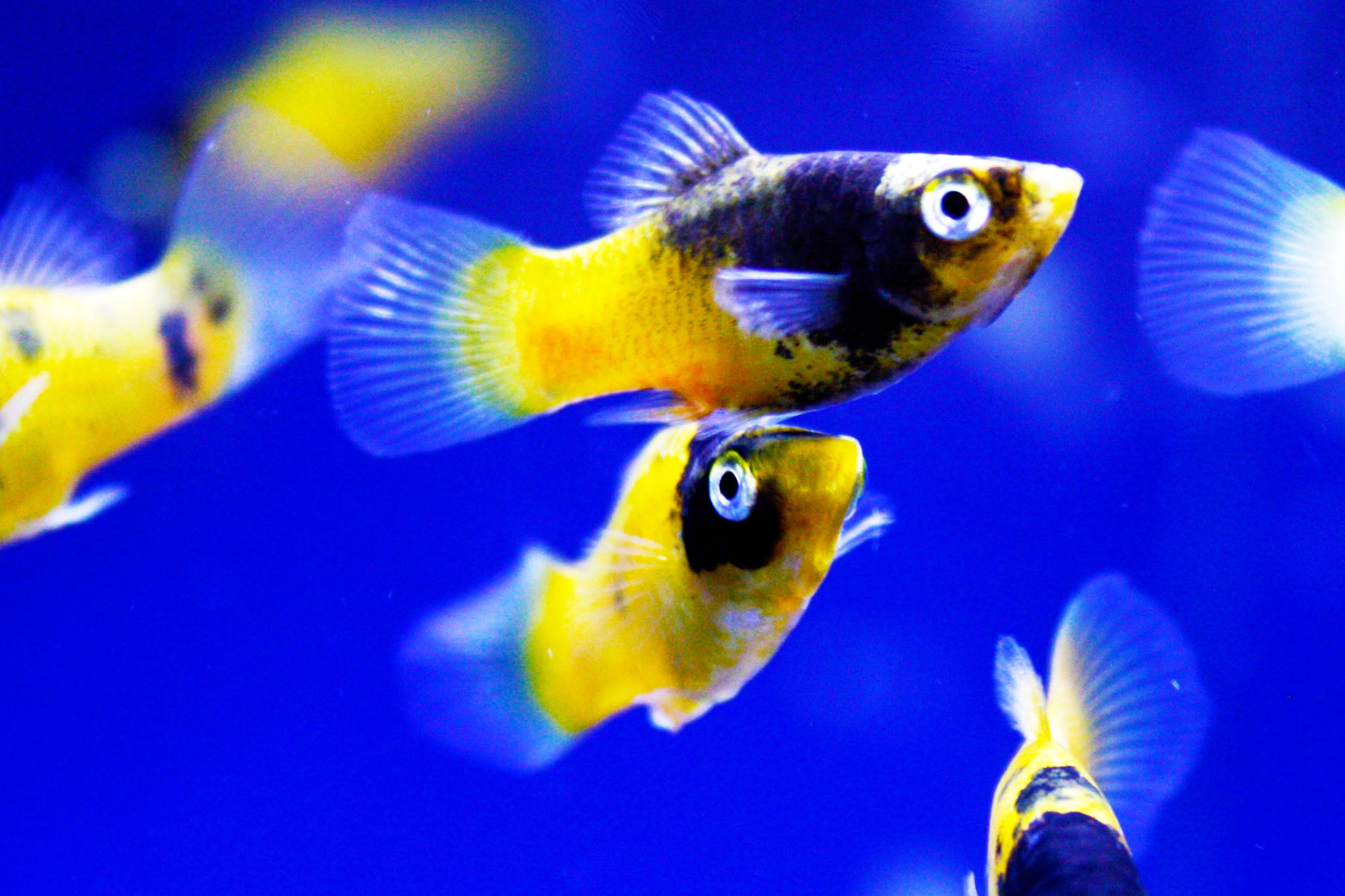 Bumblebee platy