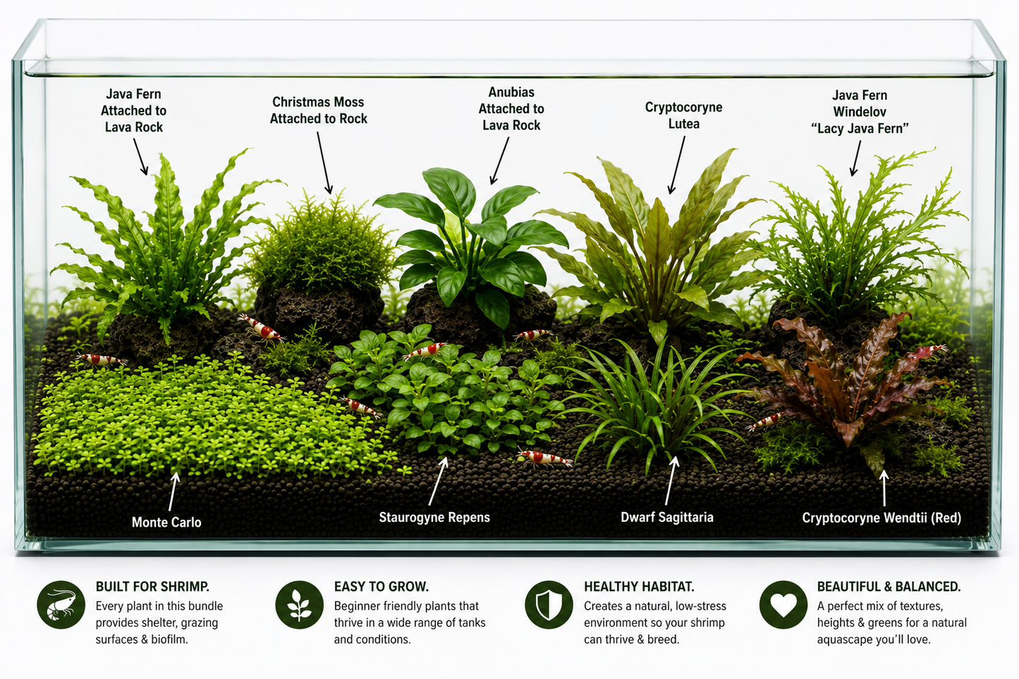 Shrimp Sanctuary Plant Bundle