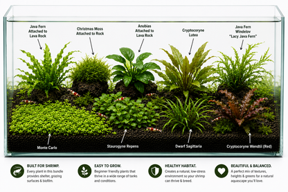 Shrimp Sanctuary Plant Bundle