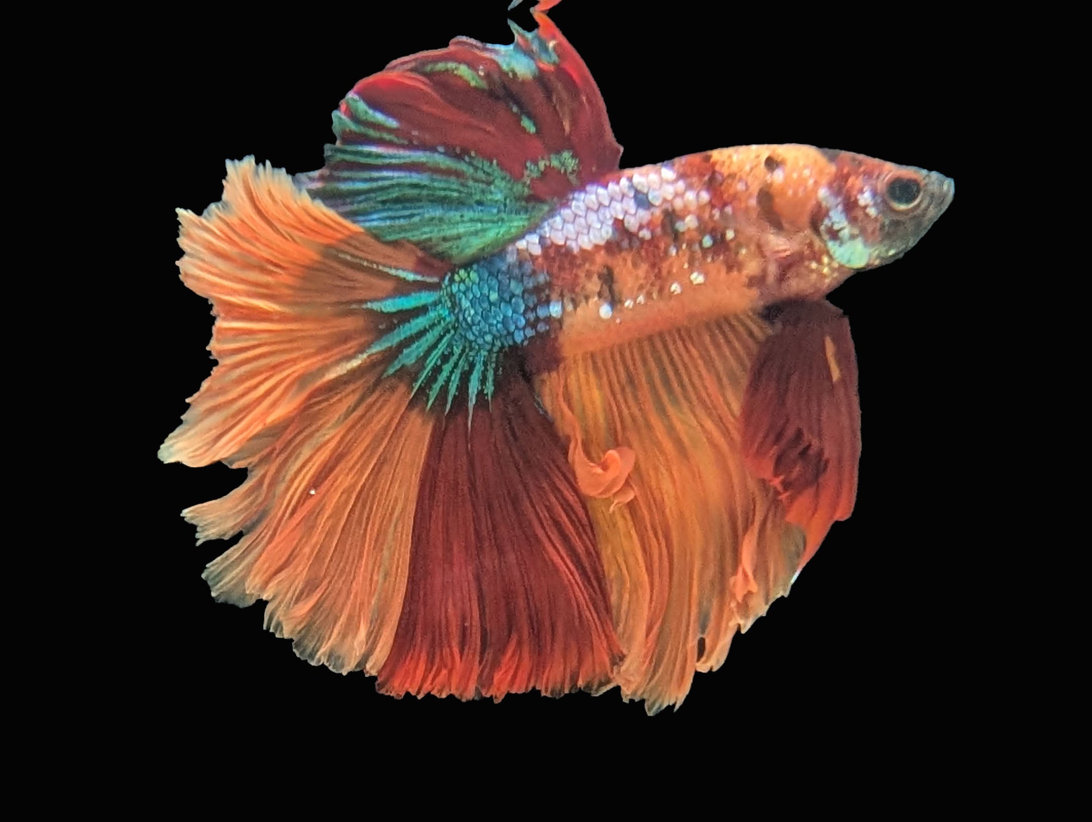 Candy Nemo Halfmoon Betta Male