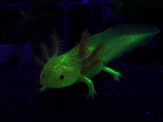 GFP Copper Axolotl