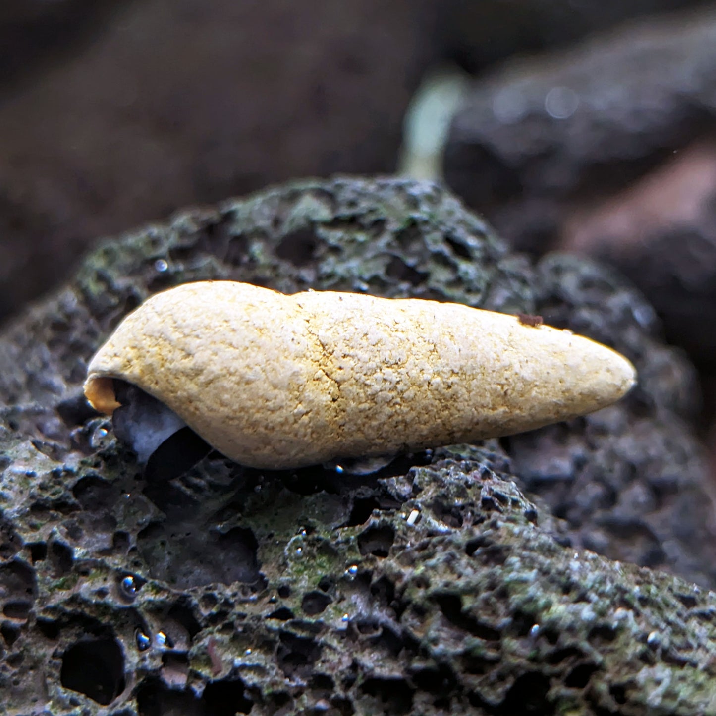 Chocolate Rabbit Snail