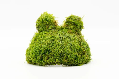 Christmas Moss Teddy Bear