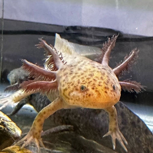 Axanthic Copper Axolotl