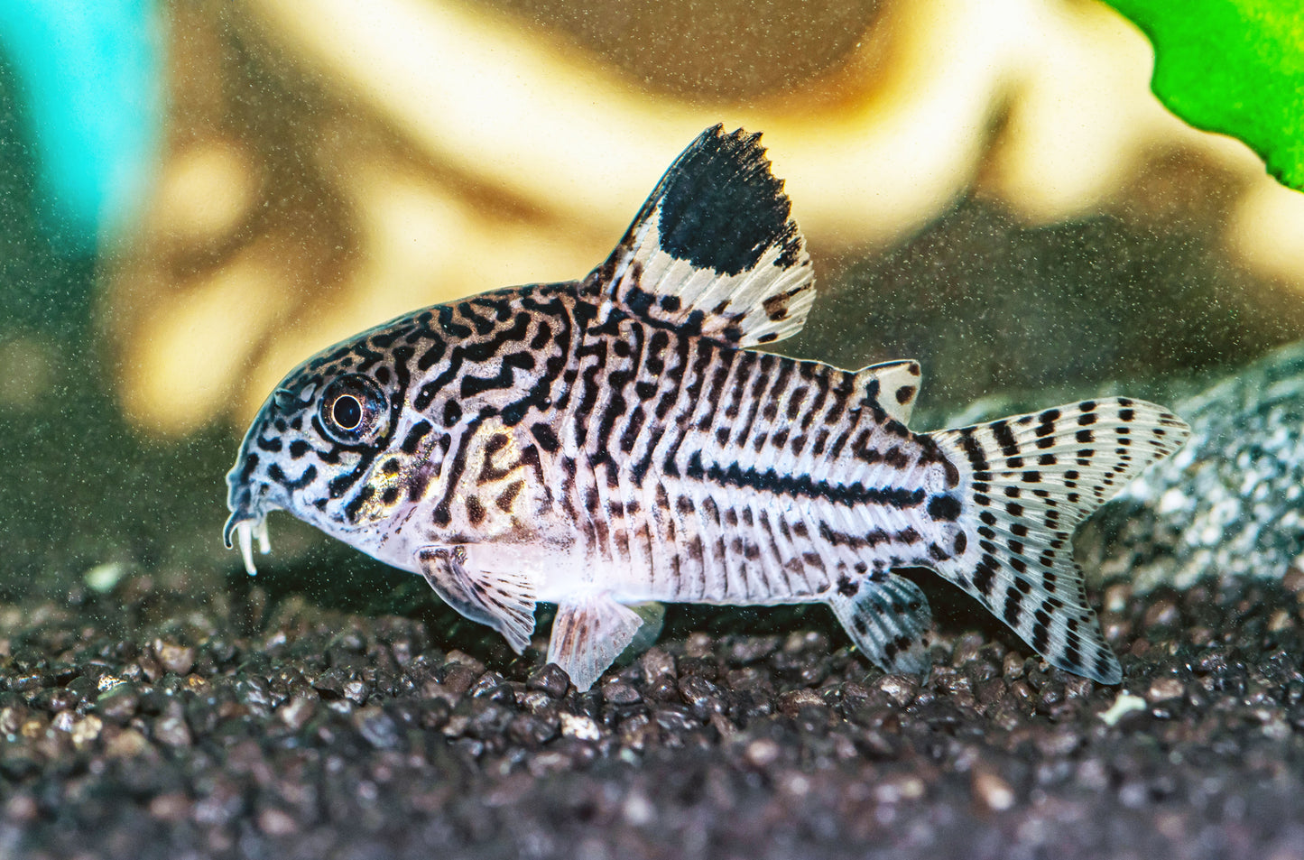 Julii Corydoras (Tank-Bred)