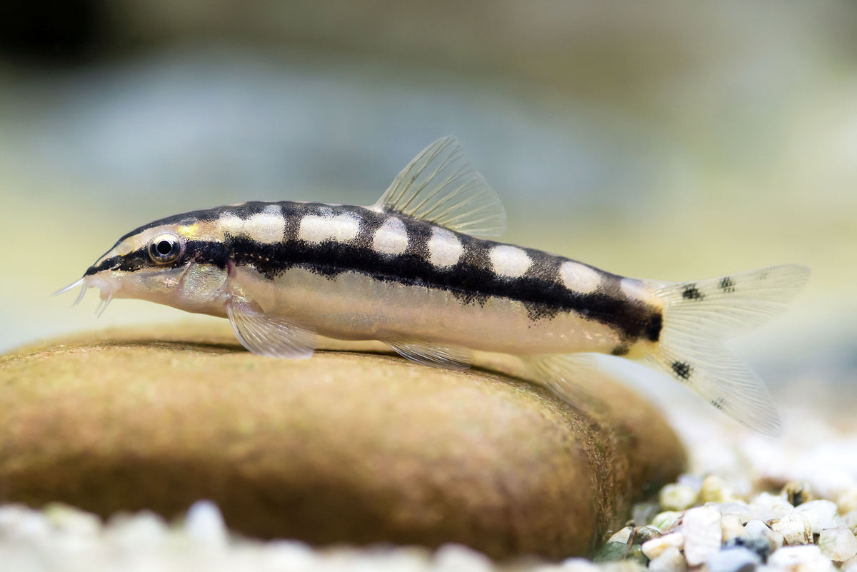 Dwarf Chain Loach | Nano FIsh | Shrimpy Business