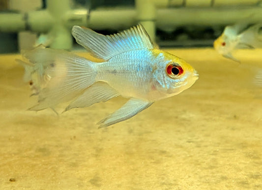 Electric Blue Balloon Longfin Ram