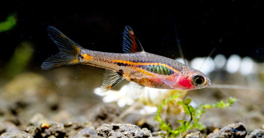 Exclamation Point Rasbora