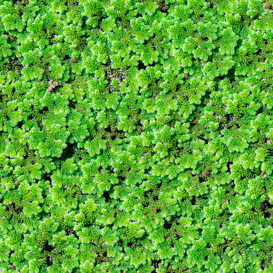 Mosquito Fern / Fairy Moss (Azolla caroliniana)