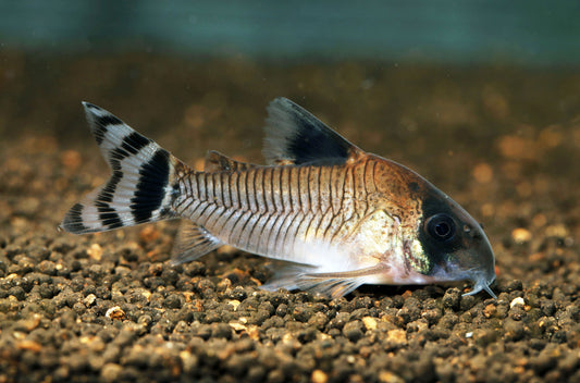 Flag Tail Panda Corydoras