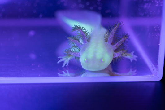 GFP Golden Albino Axolotl