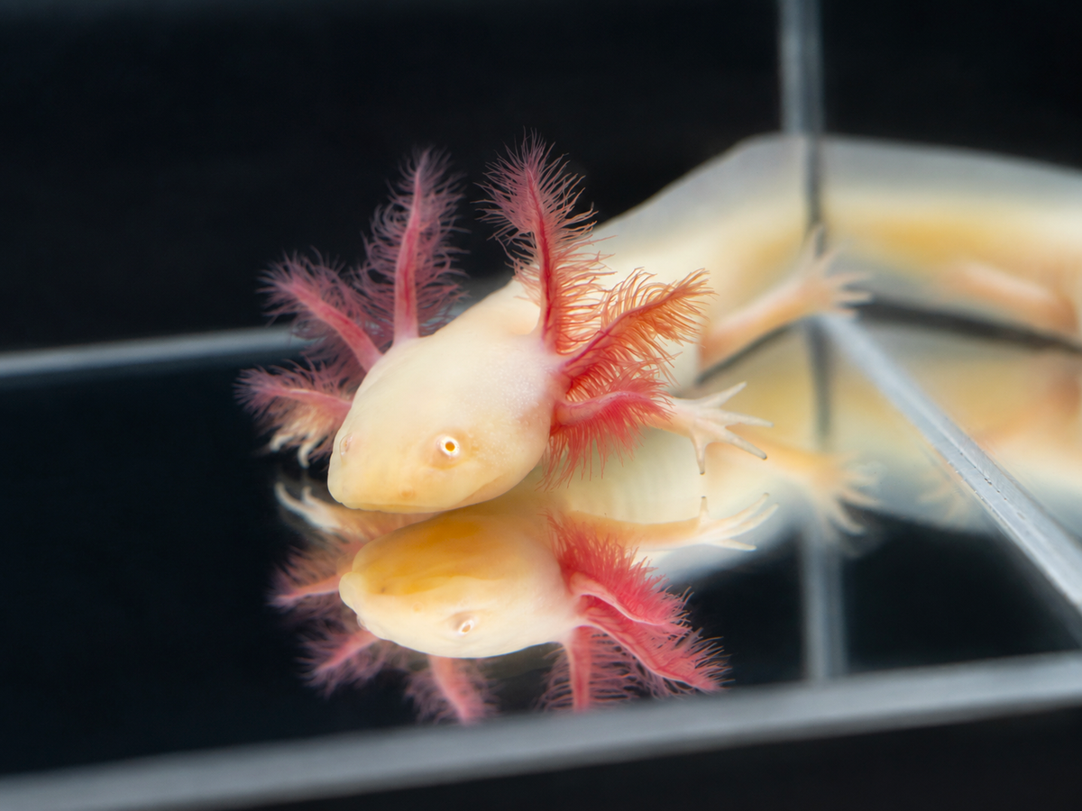 GFP Albino Axolotl