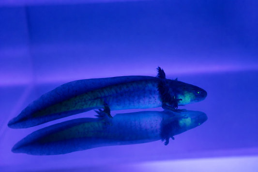GFP Black Melanoid Axolotl