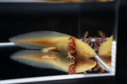 GFP Golden Albino Axolotl