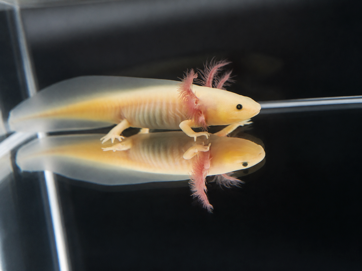 GFP Leucistic Axolotl (Pink Glowing)