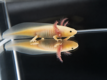 GFP Leucistic Axolotl (Pink Glowing)