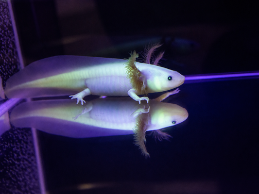 GFP Leucistic Axolotl (Pink Glowing)
