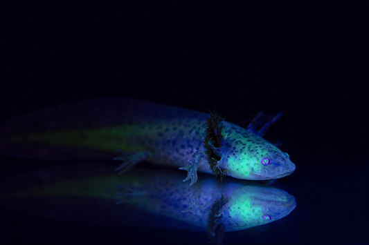 GFP Wild Type Axolotl (Natural Colored)