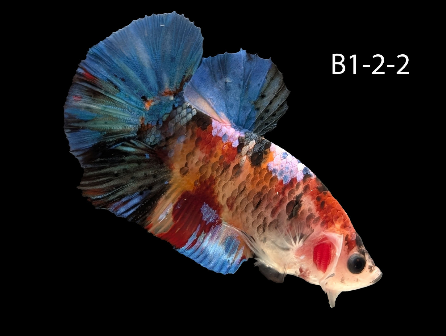 Galaxy Koi Halfmoon Plakat Betta (WYSIWYG)