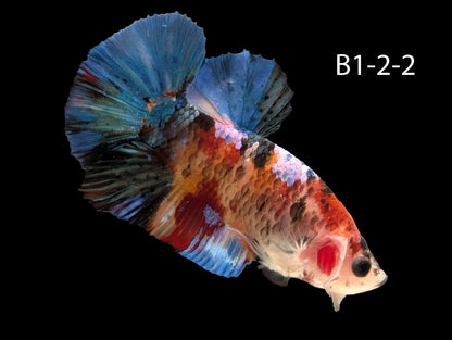 Galaxy Koi Halfmoon Plakat Betta