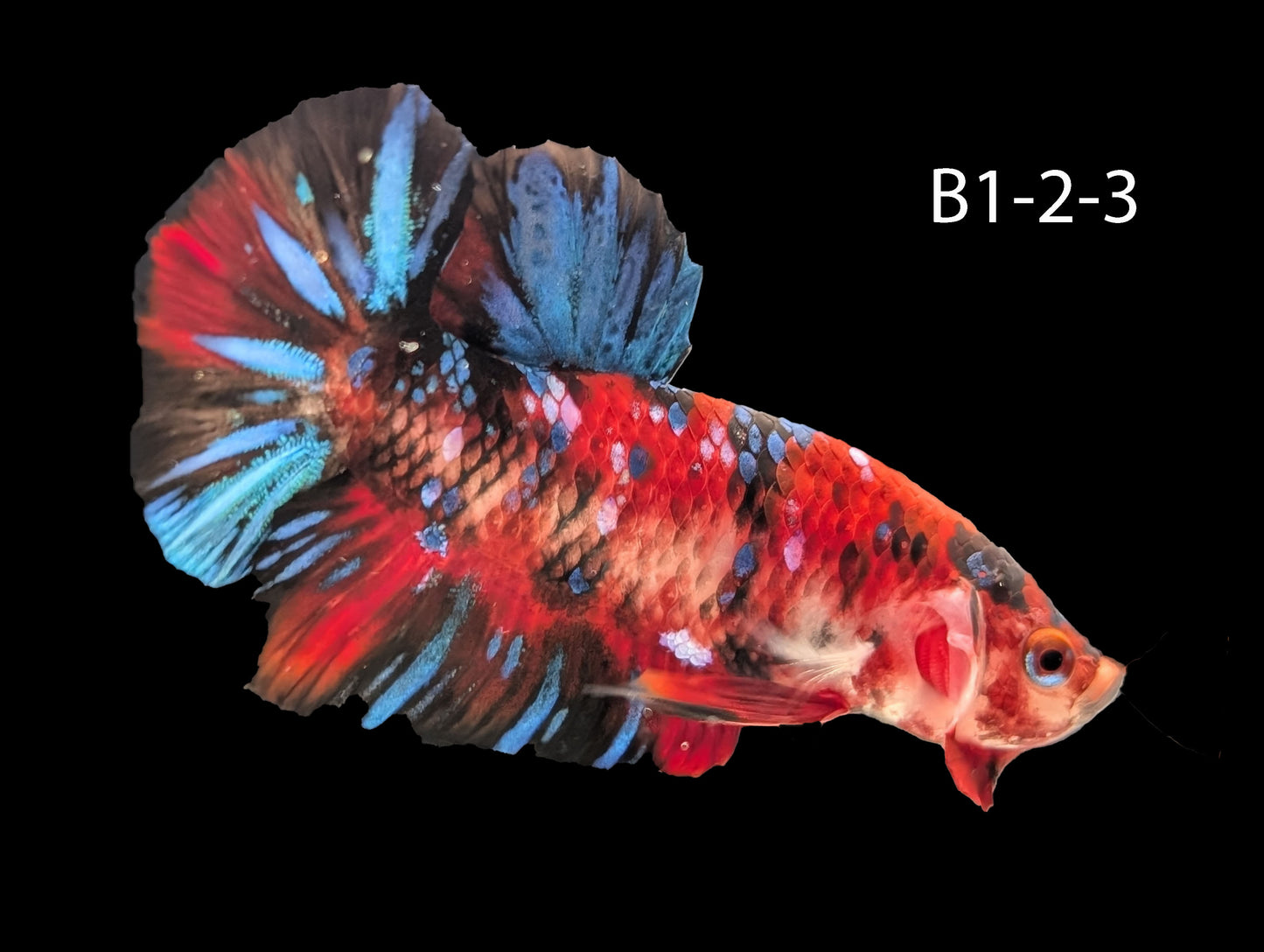 Galaxy Koi Halfmoon Plakat Betta (WYSIWYG)