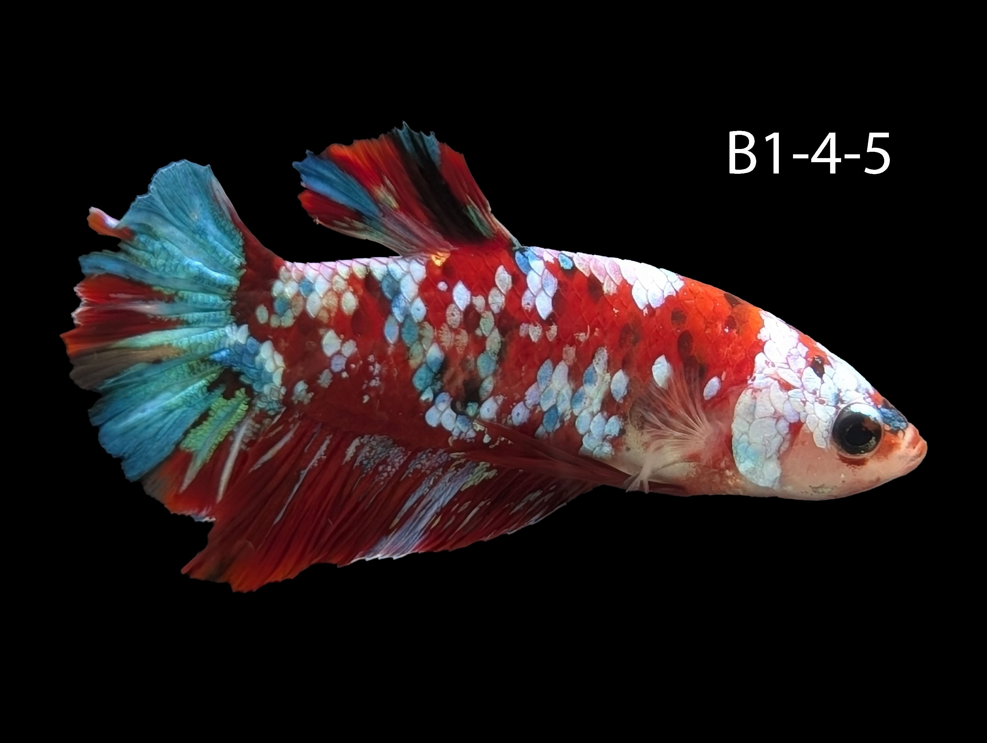 Galaxy Koi Halfmoon Plakat Betta (WYSIWYG)