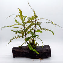 Hygro pinna on Driftwood (Hygrophilia pinnatifida)