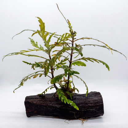 Hygro pinna on Driftwood (Hygrophilia pinnatifida)