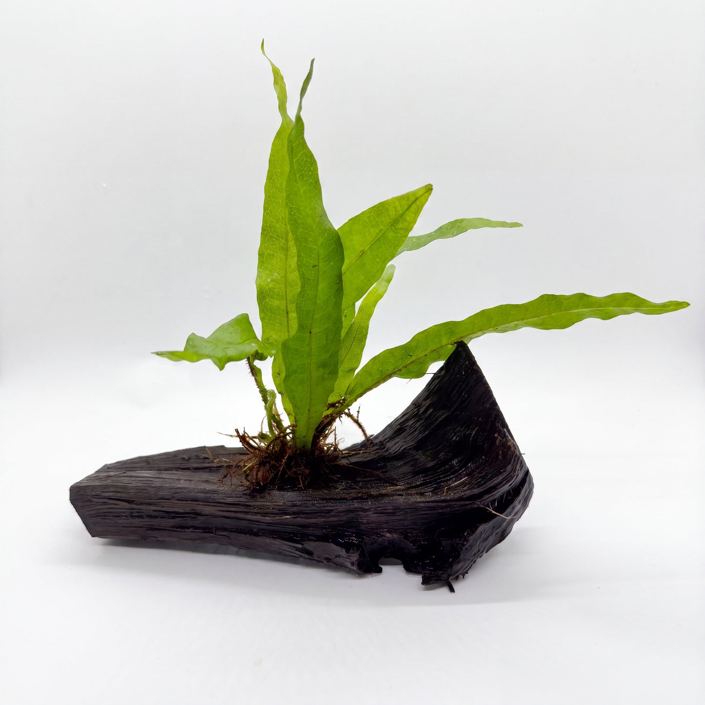 Java Fern on Driftwood