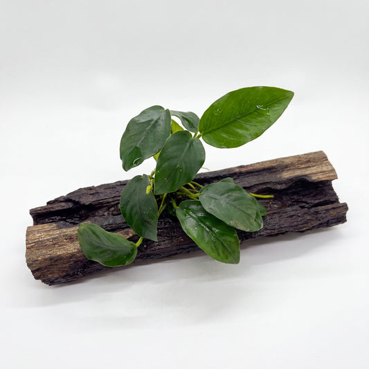 Anubias on Driftwood
