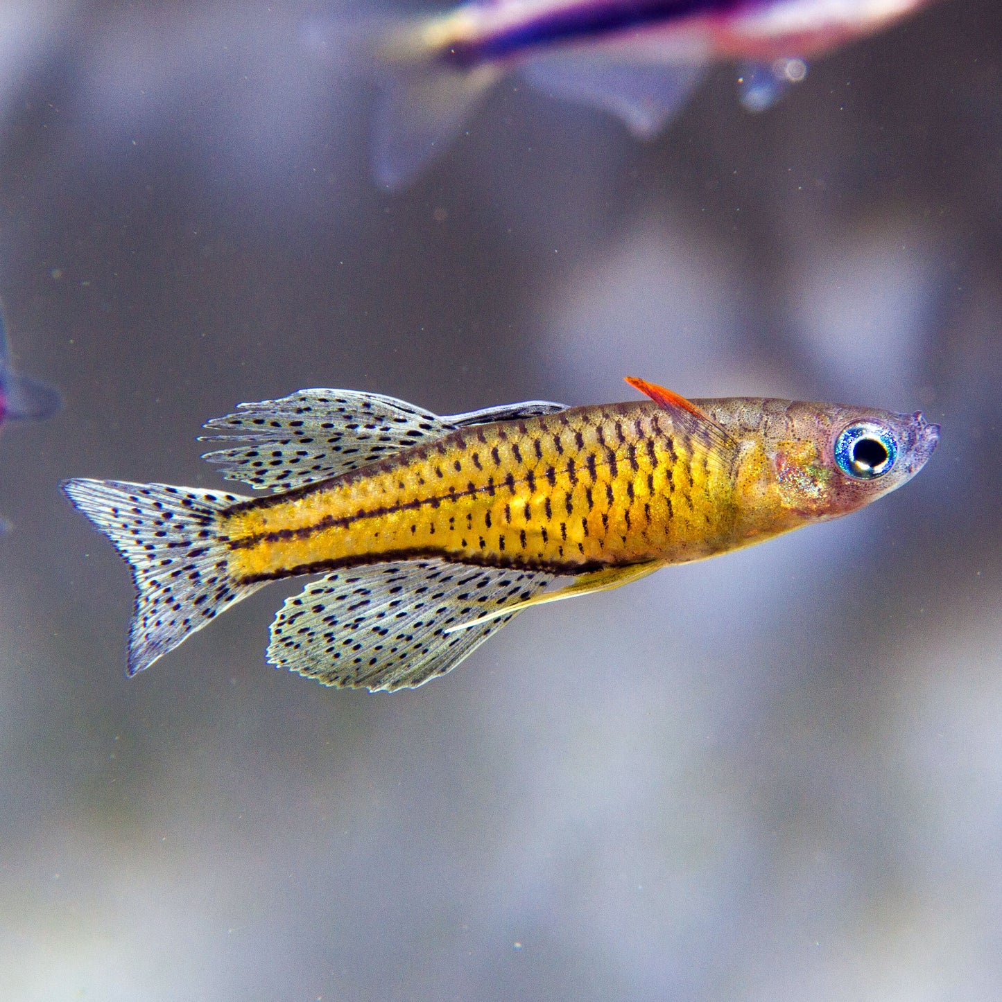 Gertrude Spotted Blue Eye Rainbowfish