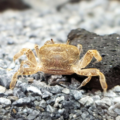 Ghost Dwarf Crab - Shrimpy Business