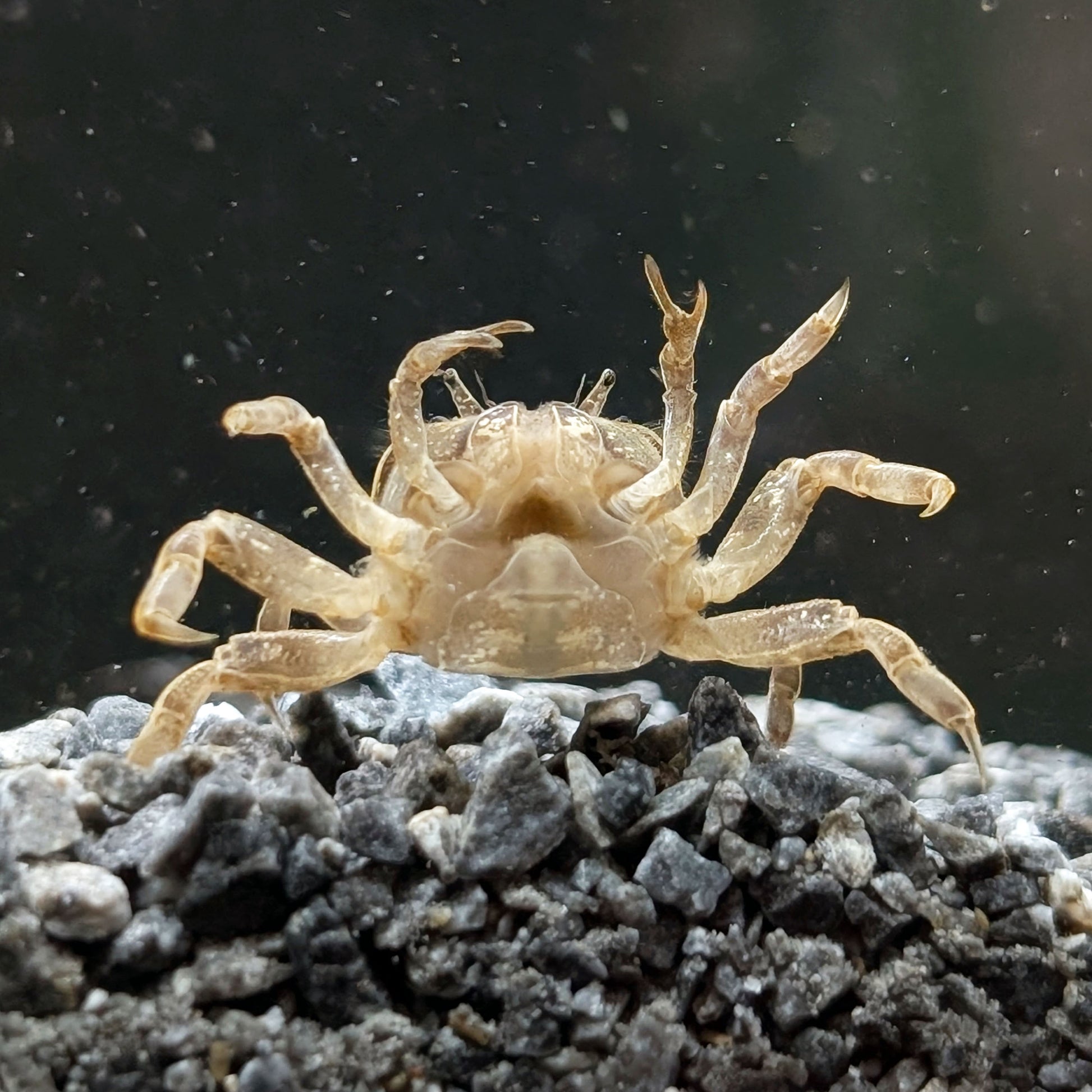 Ghost Dwarf Crab - Shrimpy Business