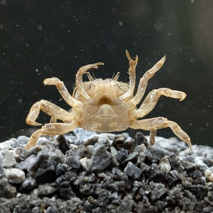 Ghost Dwarf Crab - Shrimpy Business