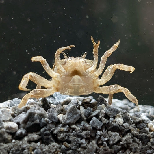 Ghost Dwarf Crab - Shrimpy Business