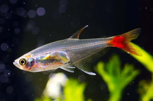 Glass Bloodfin Tetra